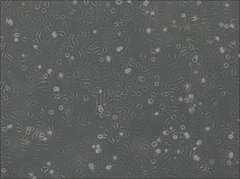 OVCA429 Cell Complete Medium - 2