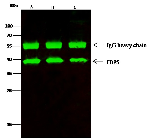 Recombinant FDPS/Farnesyl Diphosphate Synthase Monoclonal Antibody - small - 3