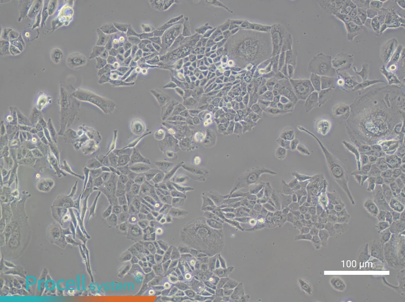 Hs 766T Cell Complete MediumHs 766T Cell Complete Medium - 2