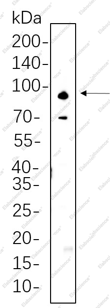Recombinant ADAM10 Monoclonal Antibody - 1