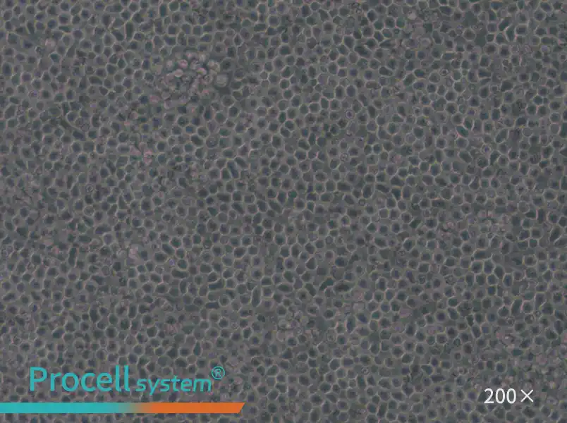 MOLT-4 Cell Complete Medium - small - 5