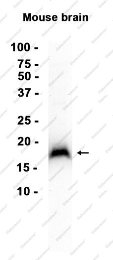 Recombinant Glutathione Peroxidase 4 Monoclonal Antibody - 2