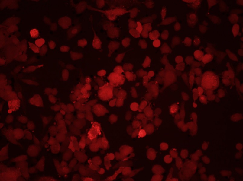 PC-3-RFP Cell Complete Medium - 3