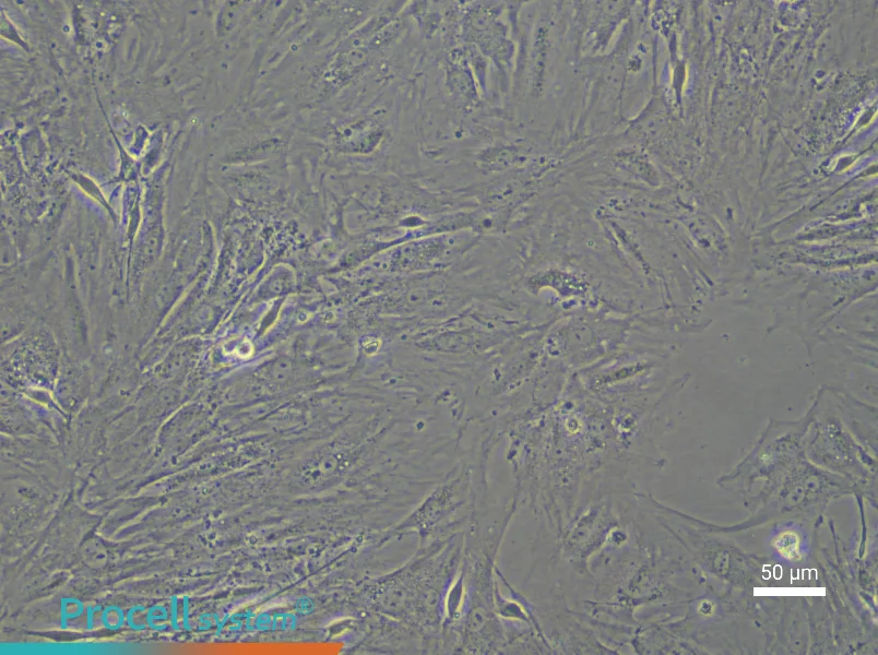 Mouse Bladder Smooth Muscle Cell Complete Medium - 5