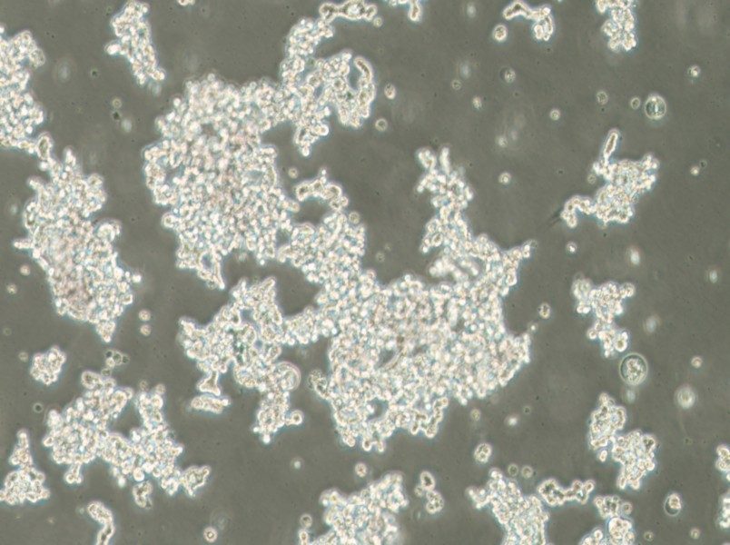 NCI-H82 [H82] Cell Complete Medium - 2