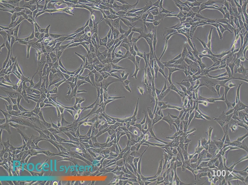 NIH/3T3 Cell Complete Medium - 3