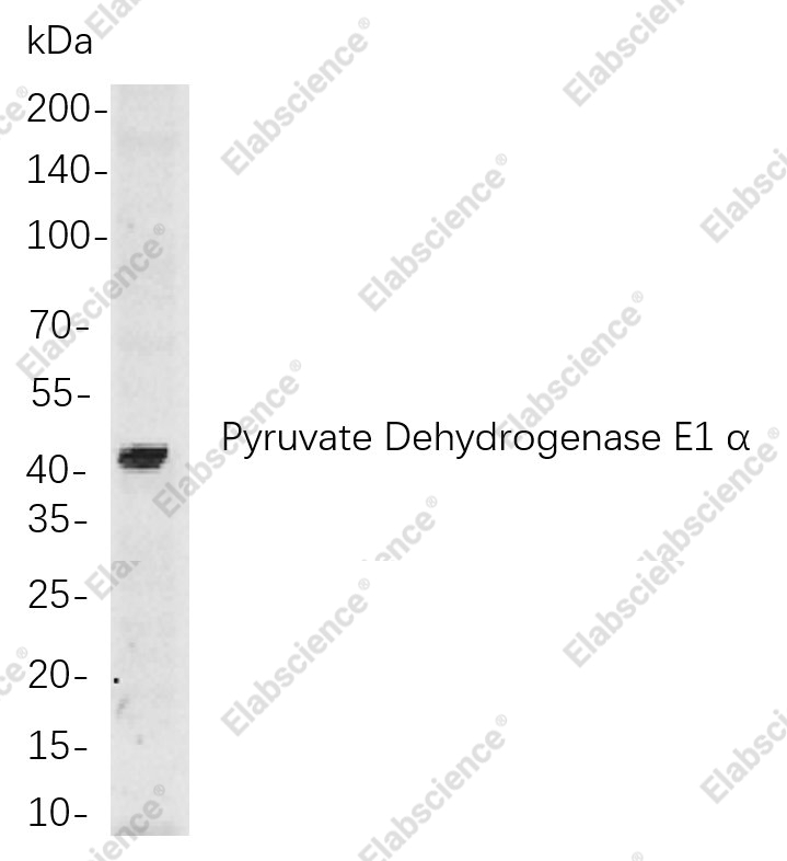 Recombinant Pyruvate Dehydrogenase E1 α Monoclonal Antibody - 1