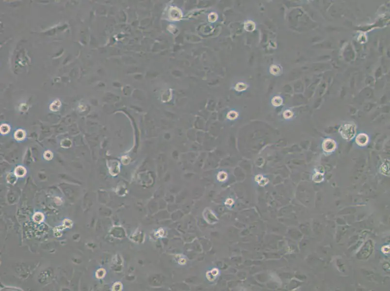 SCC-4 Cell Complete MediumSCC-4 Cell Complete Medium - 3