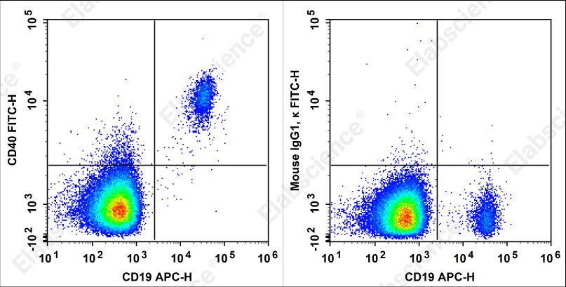 FITC Anti-Human CD40 Antibody[HB14] - 1