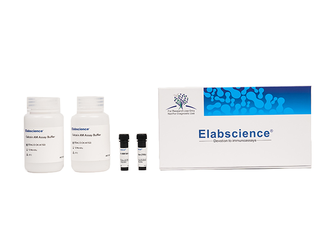 Calcein AM Assay Buffer