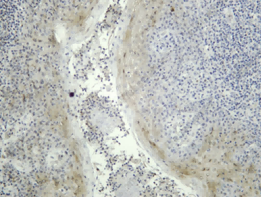 Recombinant MOB1 (Phospho Thr35) Monoclonal Antibody - 1
