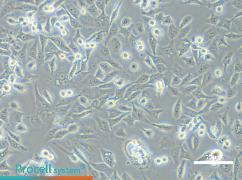 NCI-H1373 Cell Complete MediumNCI-H1373 Cell Complete Medium - 4