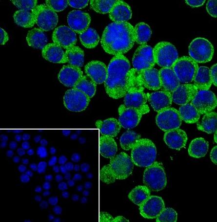 Recombinant IL-4 Monoclonal Antibody - small - 3
