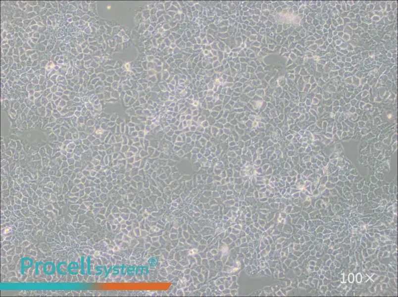 KYSE-510 Cell Complete MediumKYSE-510 Cell Complete Medium - 2