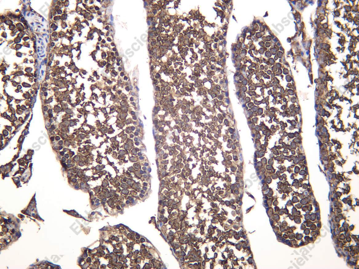 Recombinant HSP72 Monoclonal Antibody - 5