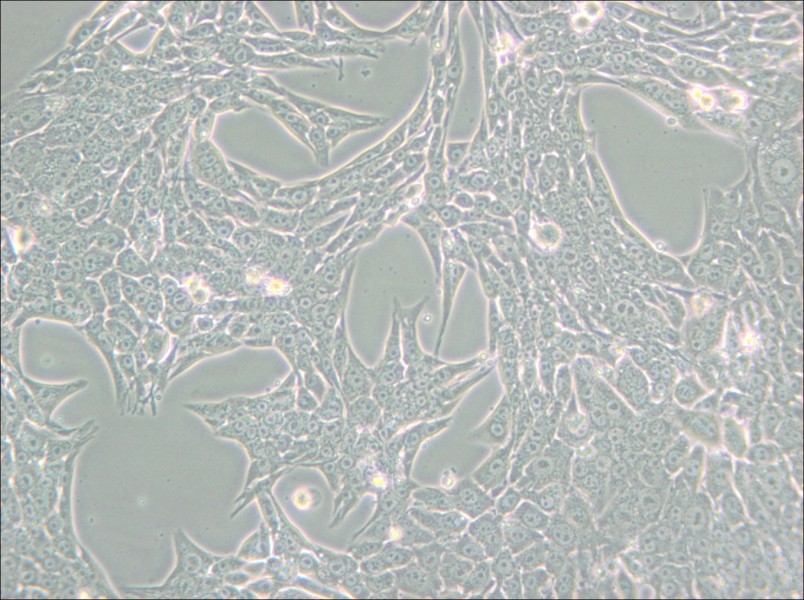 Renca [RenCa] Cell Complete Medium - 6