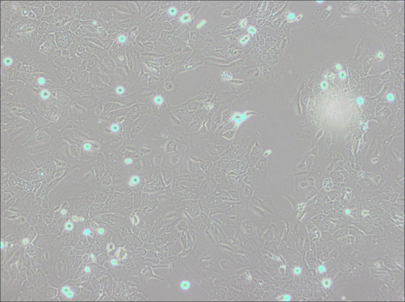 SCC-9 [SCC 9; SCC9] Cell Complete Medium-searchlist-1