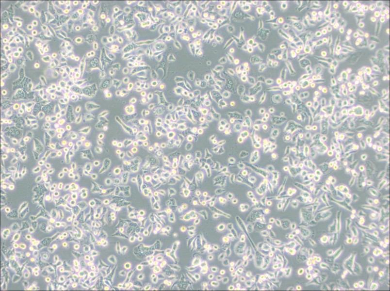 AsPC-1 Cell Complete Medium-searchlist-1