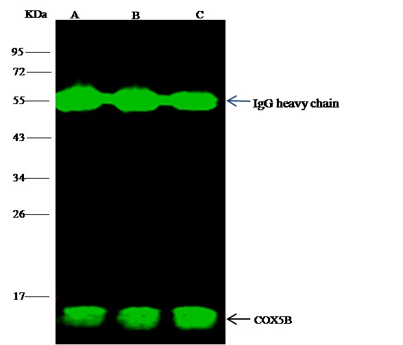 Recombinant COX5B Monoclonal Antibody - small - 1