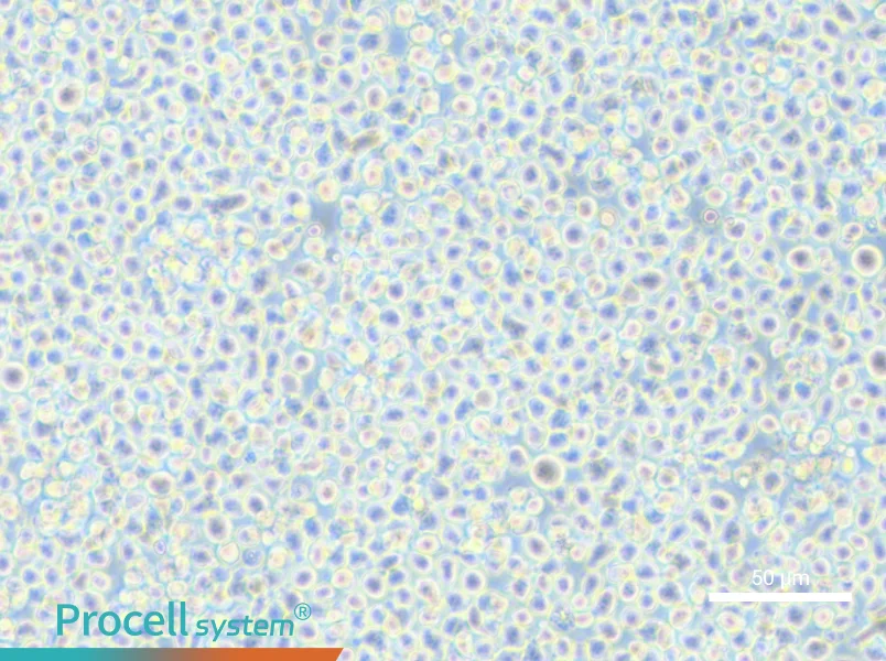 AMO1 Cell Complete Medium - 6