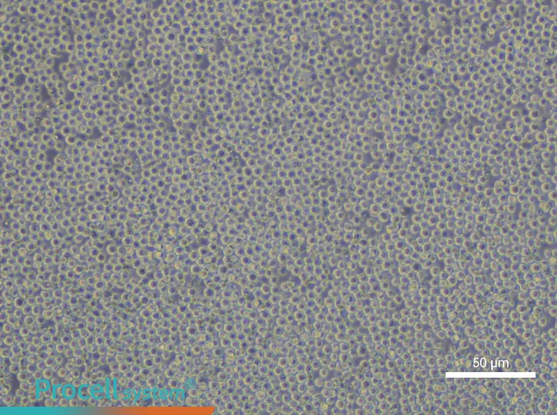NFS-60 Cell Complete Medium - small - 5