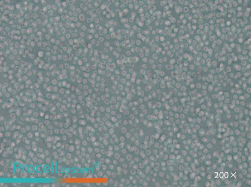 skm-1 Cell Complete Medium - small - 6