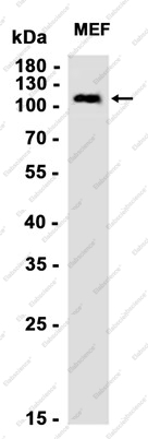 Recombinant Cadherin 10 Monoclonal Antibody - 2