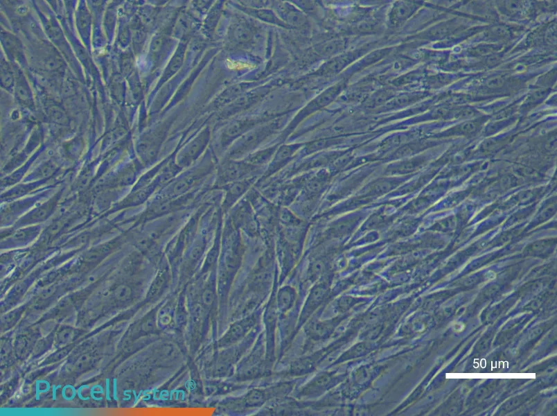 Human Dental Pulp Stem Cell Complete Medium - 6