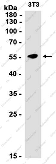 Recombinant PTBP1 Monoclonal Antibody - 2