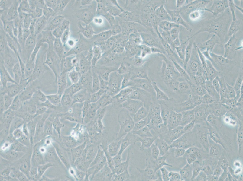 AC16 Cell Complete Medium - 4