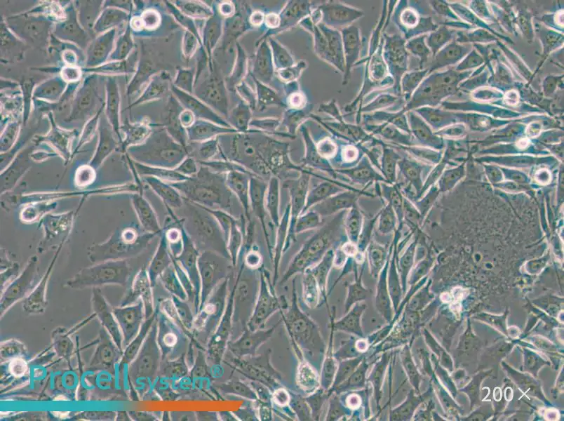 PC-3-LUC-EGFP Cell Complete Medium - small - 5