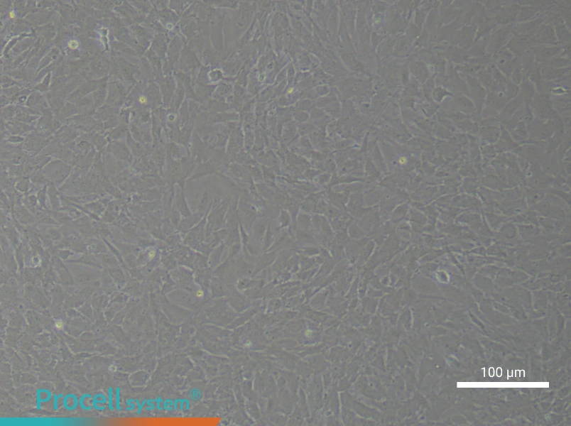 Rat Aortic Adventitial Fibroblast Complete Medium - 2