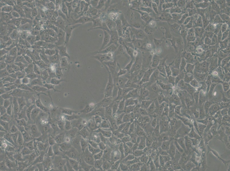 H9 Cell Complete Medium - 11