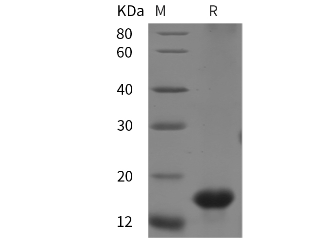Recombinant Human IFNA2 Protein(Gst Tag)-产品推荐-1
