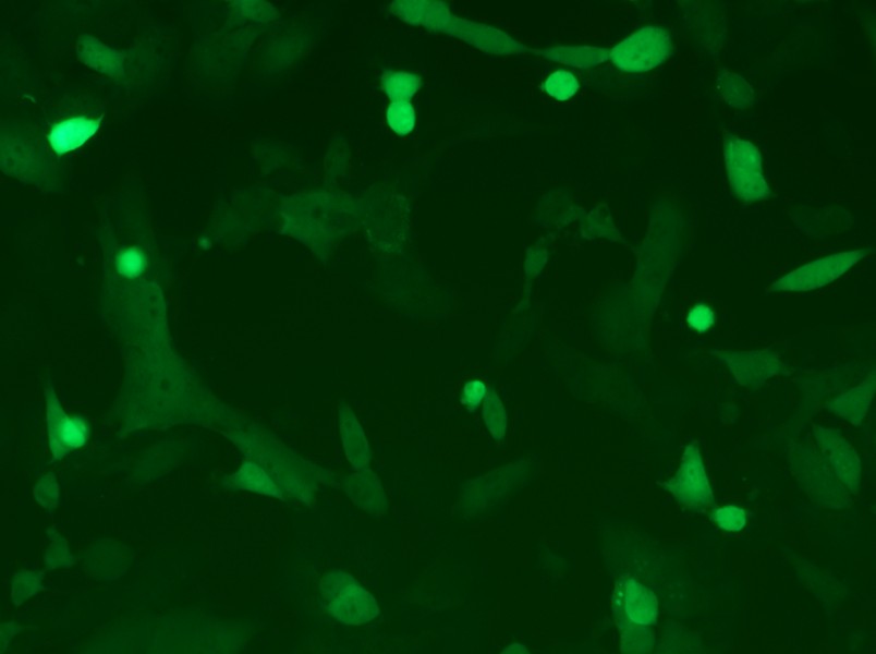 MC38-GFP Cell Complete Medium - 10