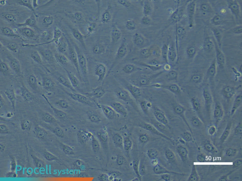 Human Renal Podocyte Cell Complete Medium - small - 6