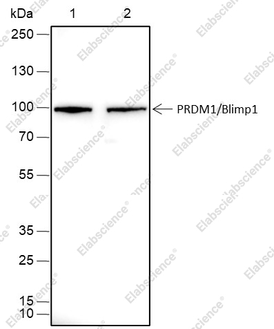 Recombinant PRDM1/Blimp1 Monoclonal Antibody - 1