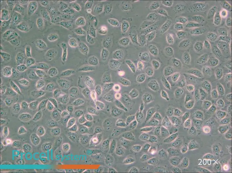 5637 Cell Complete Medium - small - 5