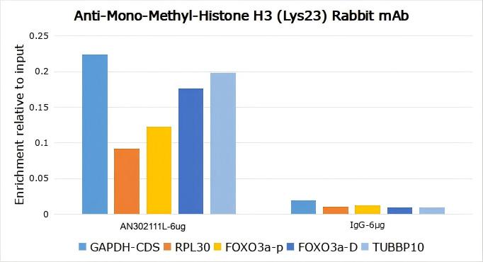 Recombinant Histone H3 (Mono Methyl Lys23) Monoclonal Antibody - small - 5