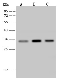 IL-6 Monoclonal Antibody - small - 3