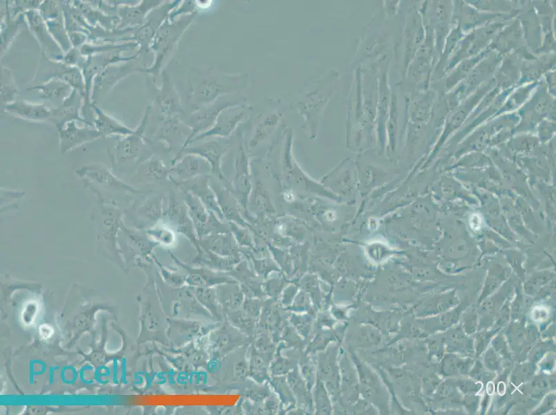 Hela Cell Complete Medium - small - 4