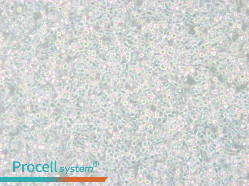 MM.1S Cell Complete Medium - 1