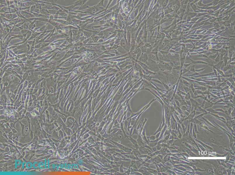 Human Adipose-derived Mesenchymal Stem Cell Complete Medium - 1