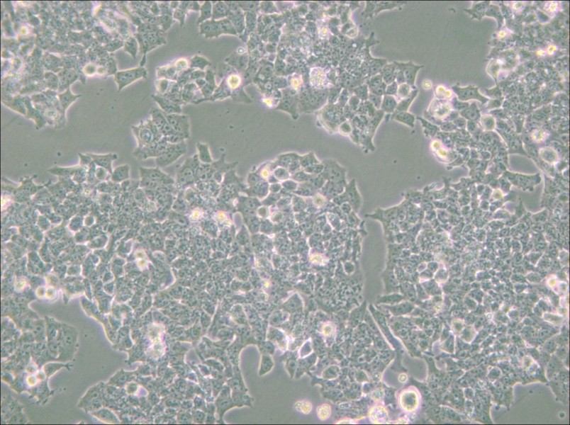 NCI-H520 Cell Complete Medium - small - 4