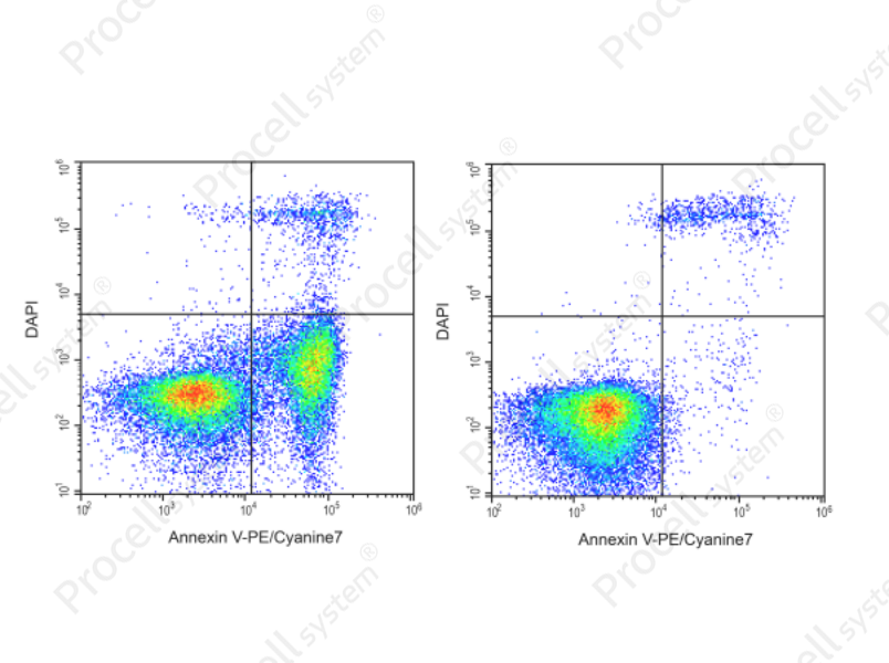 Annexin V-PE/Cyanine7 ReagentAnnexin V-PE/Cyanine7 Reagent - 1