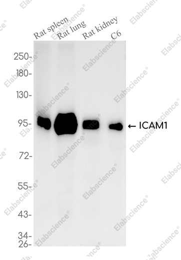 Recombinant ICAM-1/CD54 Monoclonal Antibody - 2