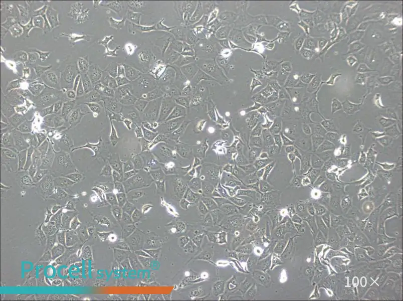 NCI-H1693 Cell Complete MediumNCI-H1693 Cell Complete Medium - 2
