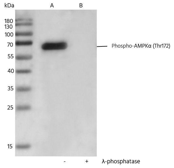 Recombinant Phospho-AMPKα (Thr172) Monoclonal Antibody-searchlist-1