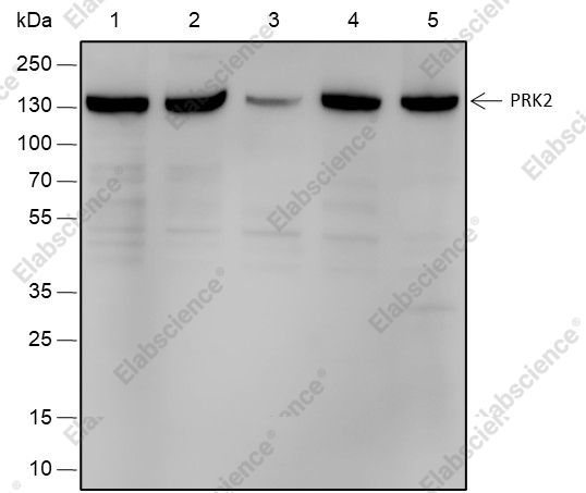 Recombinant PRK2 Monoclonal Antibody - 1