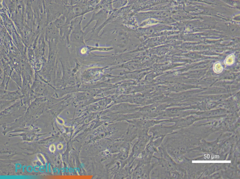 Mouse Gastric Smooth Muscle Cell Complete Medium - 4